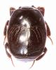 Saprinus subnitescens